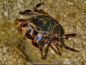 surf crab on concrete sea wall by Christopher Lynch 